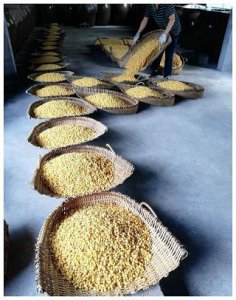 ​狗年茅台醇有收藏价值吗？矛台狗年纪念酒价格