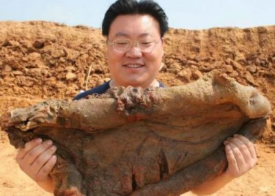 ​野生太岁肉灵芝作用(野生太岁肉灵芝医学界最新报道)