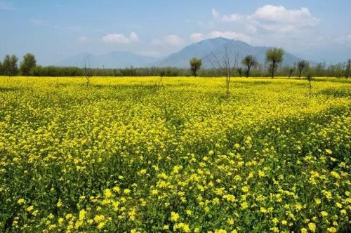 房山油菜花观赏景点(房山油菜花几月观赏最佳)-第2张图片-