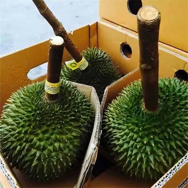托曼尼和甲仑的区别（托曼尼和甲仑哪个好）