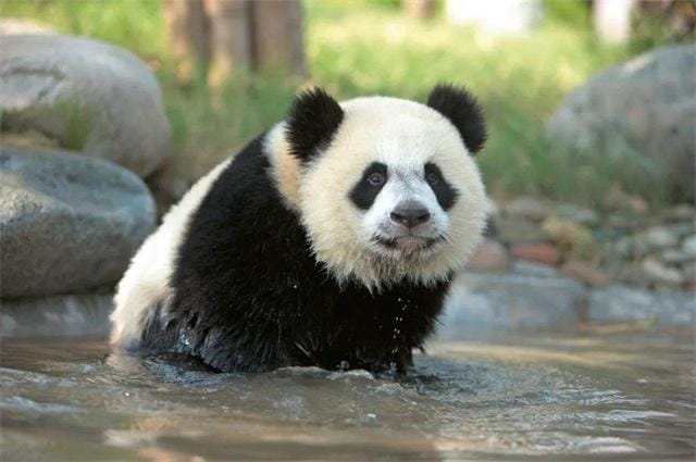 各国国家的国宝是什么-（各个国家的国宝有哪些）