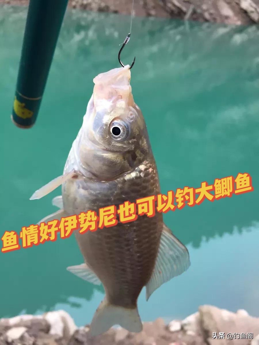 野钓用什么鱼钩大小通杀（野钓用什么钩子比较好）