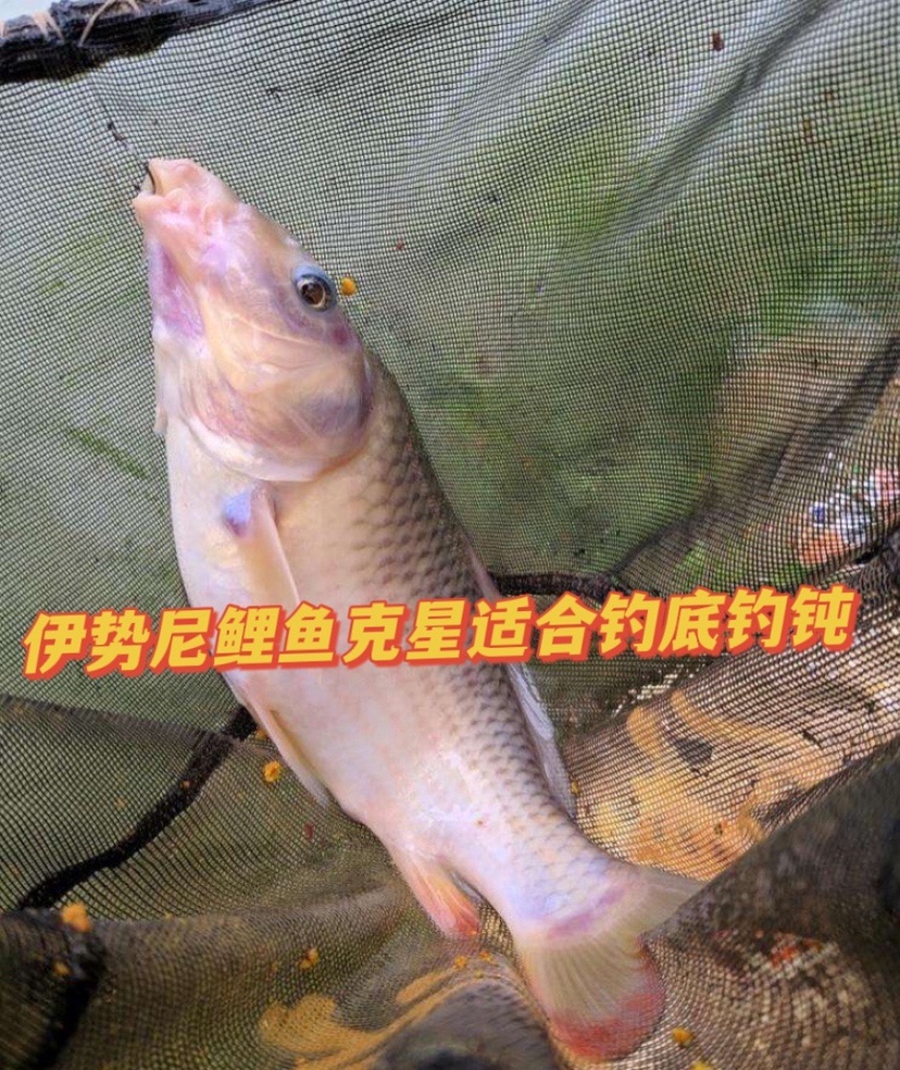 野钓用什么鱼钩大小通杀（野钓用什么钩子比较好）