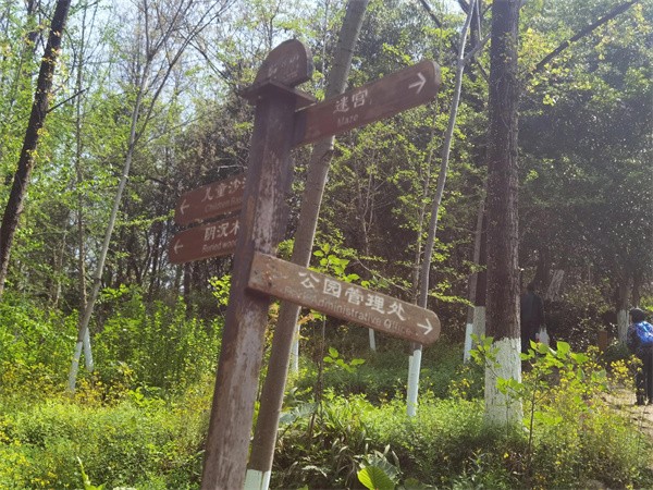 照母山森林公园门票多少钱(照母山森林公园游玩路线)