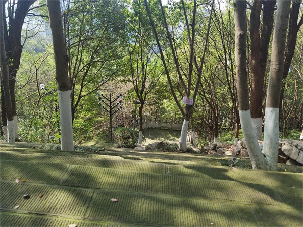 照母山森林公园门票多少钱(照母山森林公园游玩路线)