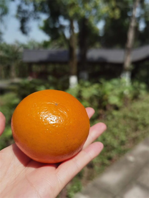 照母山森林公园门票多少钱(照母山森林公园游玩路线)