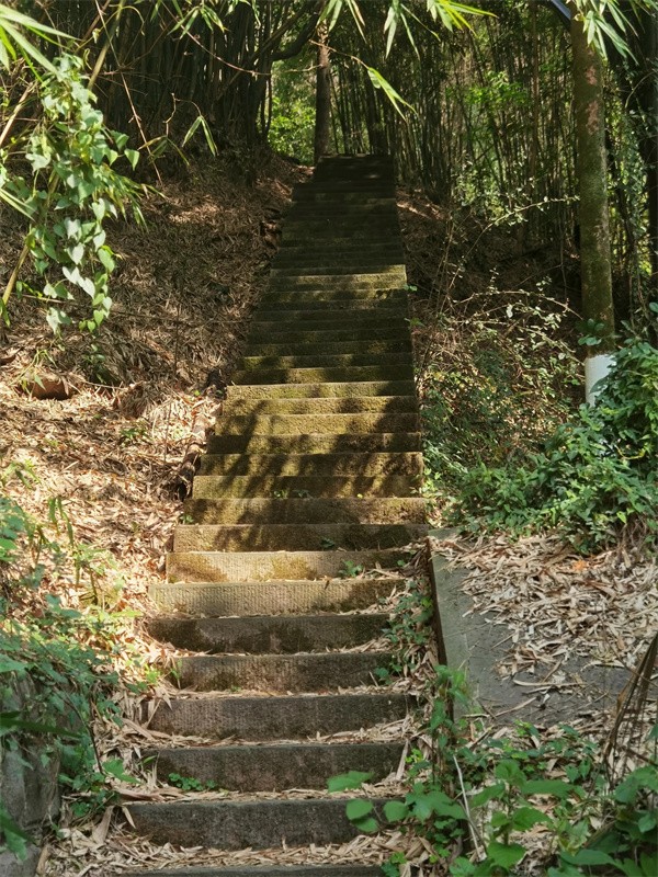 照母山森林公园门票多少钱(照母山森林公园游玩路线)