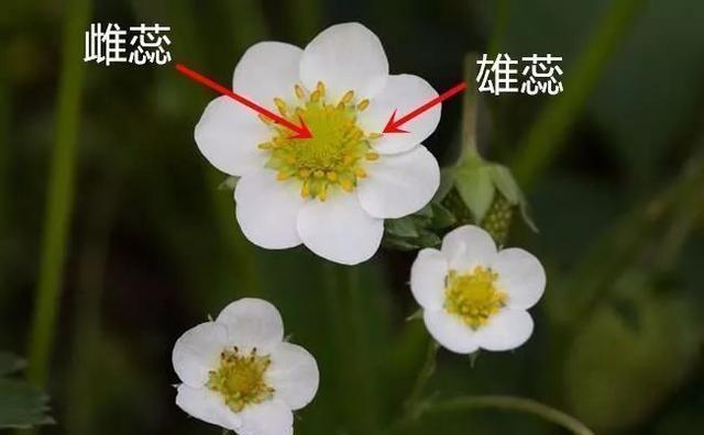 草莓上的籽是果实还是种子(草莓籽能种出草莓吗)