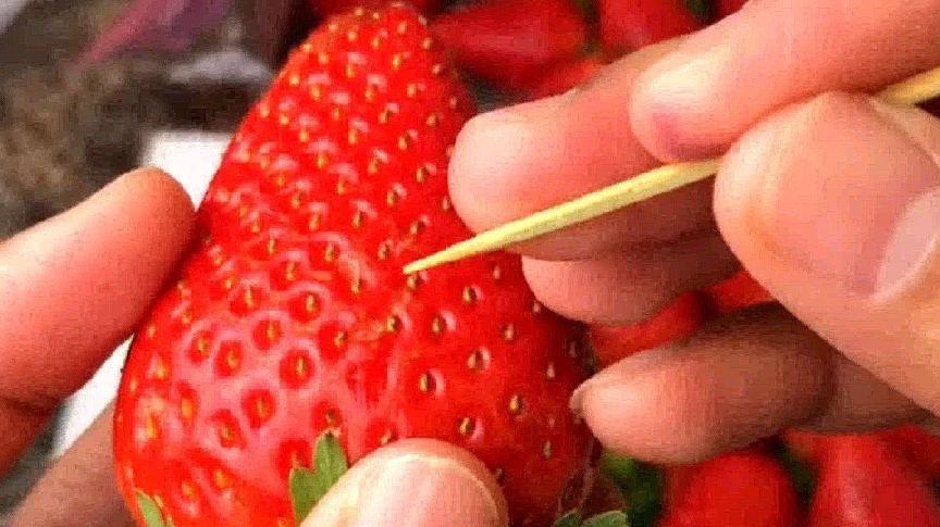 草莓上的籽是果实还是种子(草莓籽能种出草莓吗)