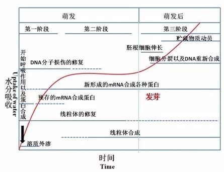 胚根发育成什么(胚芽发育成什么)
