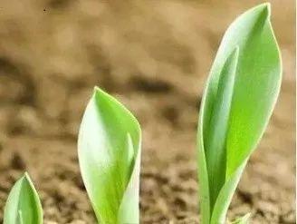 胚根发育成什么(胚芽发育成什么)