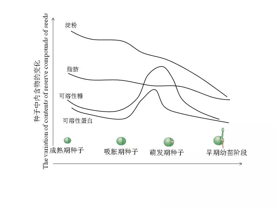 胚根发育成什么(胚芽发育成什么)
