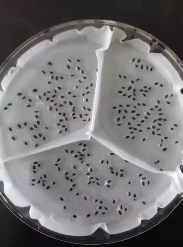 胚根发育成什么(胚芽发育成什么)