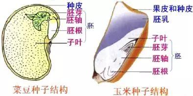 胚根发育成什么(胚芽发育成什么)