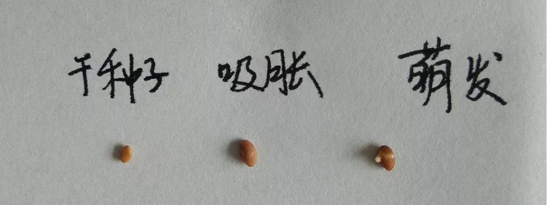 胚根发育成什么(胚芽发育成什么)