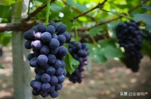 安徽特产水果有哪些(安徽什么水果有名)