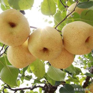 ​安徽特产水果有哪些(安徽什么水果有名)