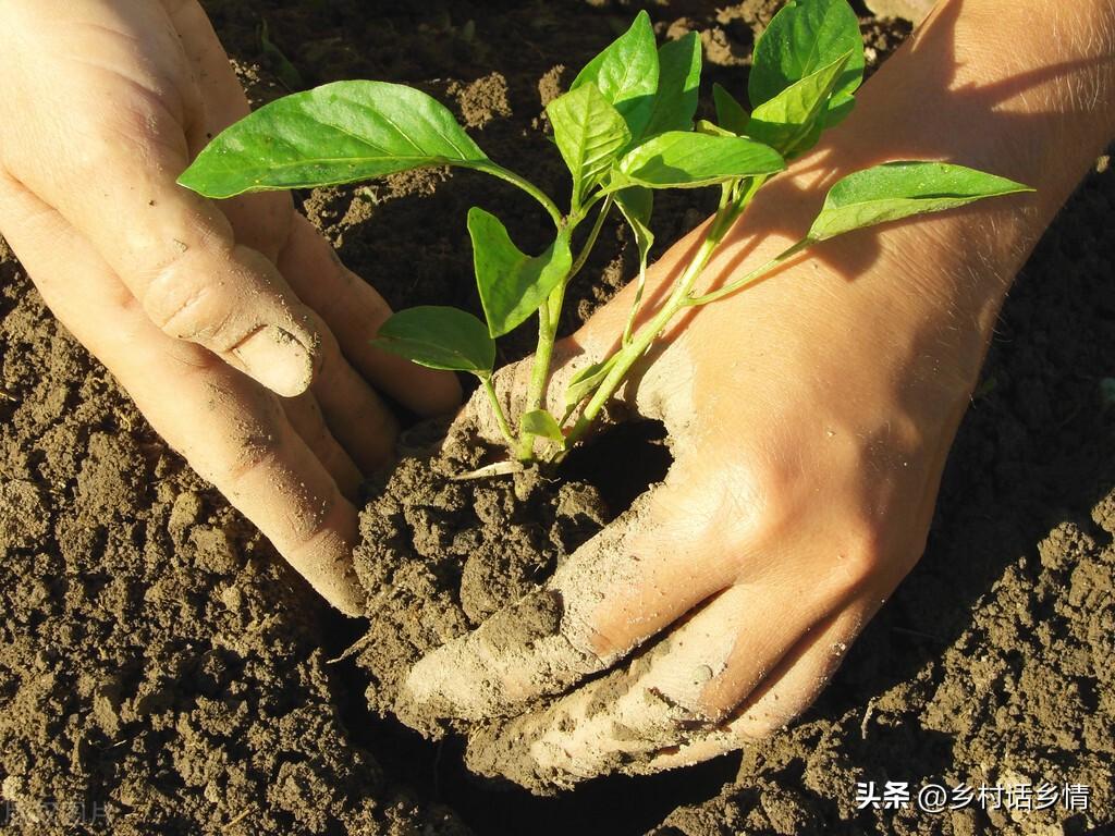 茄子的株距和行距是多少(茄子的株距是多少厘米)