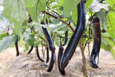 ​茄子的株距和行距是多少(茄子的株距是多少厘米)