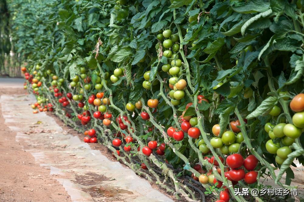 茄子的株距和行距是多少(茄子的株距是多少厘米)