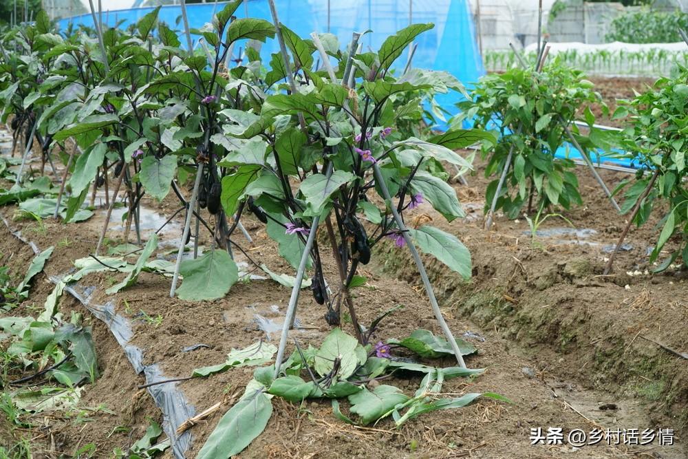 茄子的株距和行距是多少(茄子的株距是多少厘米)