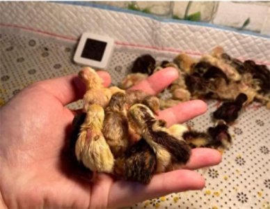 ​芦丁鸡寿命(芦丁鸡寿命有多长)