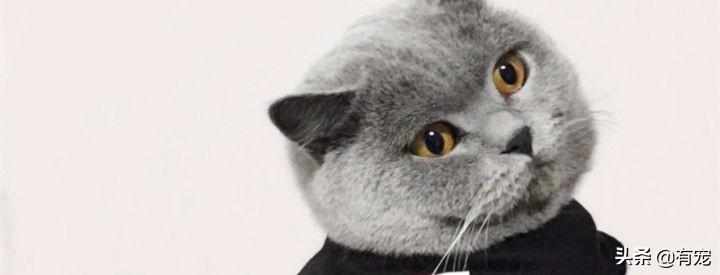 决定不养的猫一般怎么处理(不养的猫咪可以送去哪里)
