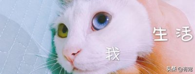 ​决定不养的猫一般怎么处理(不养的猫咪可以送去哪里)