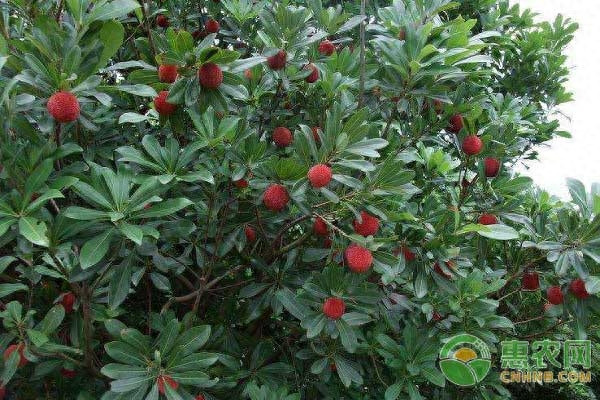 杨梅树苗多少钱一棵(杨梅树什么时候开花)