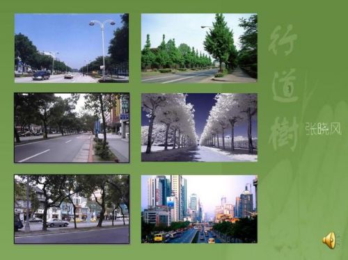 行道树ppt课件中班(行道树有哪些树种)-第1张图片-