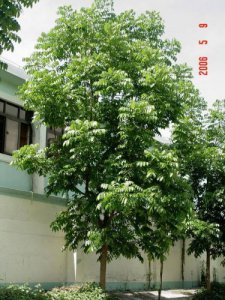 ​桃花心木树种的资料(桃花心木家具好不好)