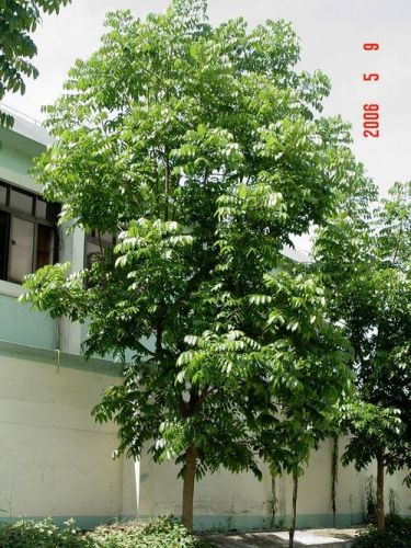 桃花心木树种的资料(桃花心木家具好不好)-第1张图片-