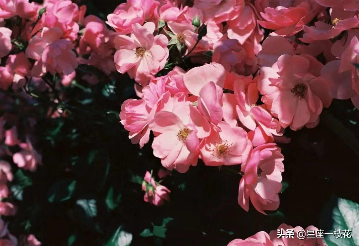 狮子座爱上哪个星座最难以放弃-（让狮子座乖乖投降的星座）