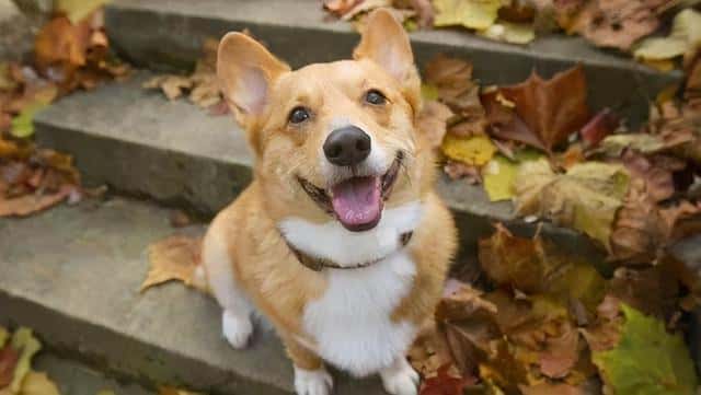 比较有安全感的狗（女生适合养的护卫犬）
