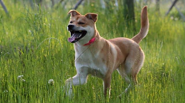 比较有安全感的狗（女生适合养的护卫犬）