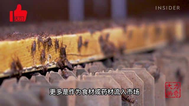 养殖什么风险低利润高（什么养殖业风险小利润大）