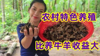 ​养殖什么风险低利润高（什么养殖业风险小利润大）