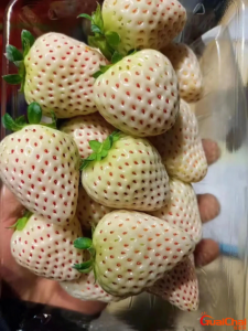 ​白色草莓是什么品种？白色草莓什么味道