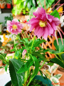​铁筷子花怎么养？铁筷子花的优缺点