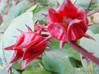 ​洛神果种植技巧：洛神果价值极高，掌握几招，收获高产洛神果