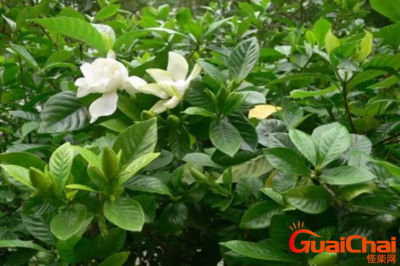 ​栀子花多久开一次花？栀子花养多久才开花一次？
