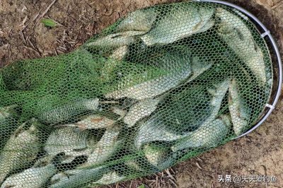 ​秋天野钓鲫鱼，鲜为人知的几个饵料配方，钓大鲫鱼有奇效