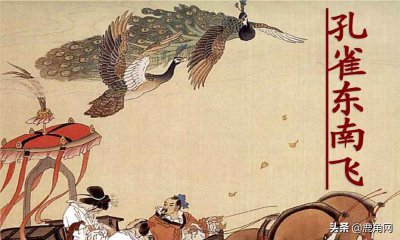 ​孔雀能飞吗怎么飞（“孔雀东南飞，五里一徘徊”，那么孔雀到底能不能飞呢？）