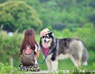​养阿拉斯加犬要面对的“6大难题”，看完你还敢养吗？