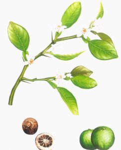 ​枳实的功效与作用（调节胃肠道运动  增强心肌收缩力）