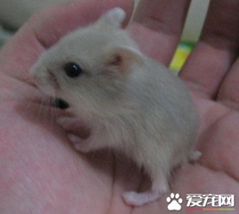 ​银狐仓鼠怎么训练 银狐仓鼠定点尿尿训练
