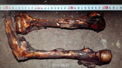 ​云南大熊猫被猎杀事件始末 逃到树上仍开枪射杀被指残忍