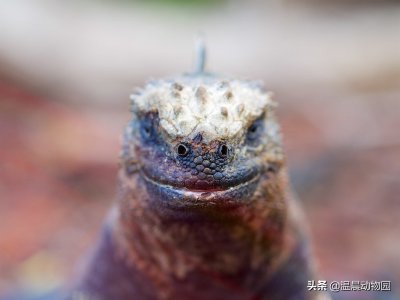 ​爬行动物有哪些种类（这七种爬行动物外表威武仿佛恐龙再现)