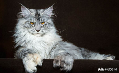 ​俄罗斯猫（来自俄罗斯的猫咪）