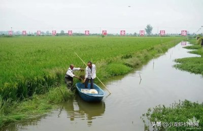 ​淡水龙虾养殖方法（淡水龙虾养殖技术方法，新手看了都说受用！）